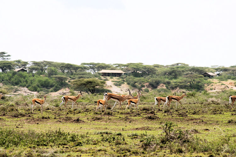 Serengeti National Park Tanzania Great Migration acacia savannah golden hour wildebeest zebra