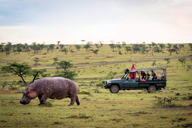 Hot air balloon Masai Mara Kenya Great Migration herds Mara River crossing aerial view sunrise