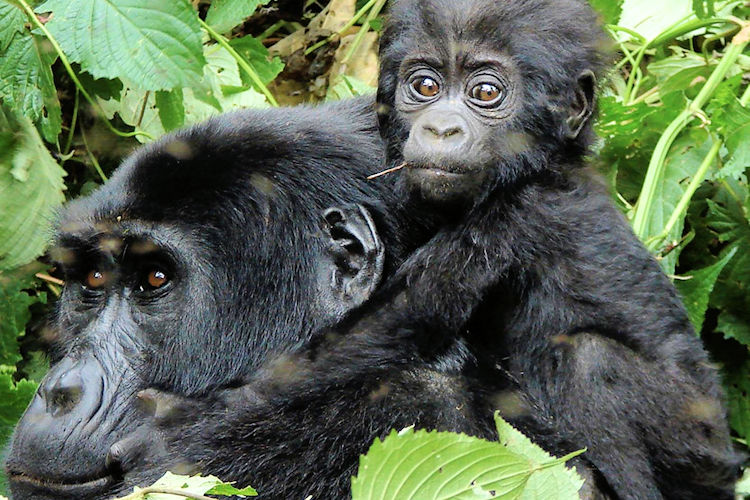 Bwindi Impenetrable National Park Uganda misty rainforest canopy mountain gorillas UNESCO