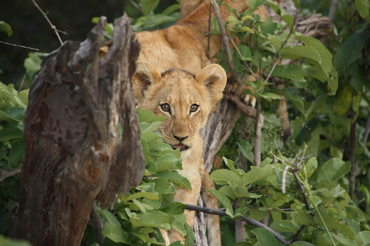 Wildlife Okavango Delta elephants lions leopards buffalo antelope 500 birds dry season Botswana
