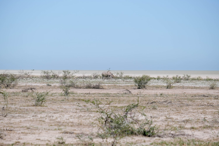 Etosha National Park wildlife safari Namibia honeymoon Big Five game drives sleepout starry sky
