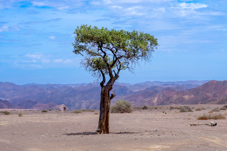Damaraland rugged beauty Namibia honeymoon desert-adapted elephants bush walks mountain terrain