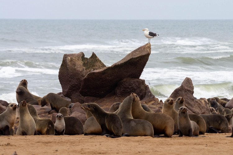 Skeleton Coast stark beauty Namibia honeymoon shipwrecks scenic flight exclusive Hoanib Camp