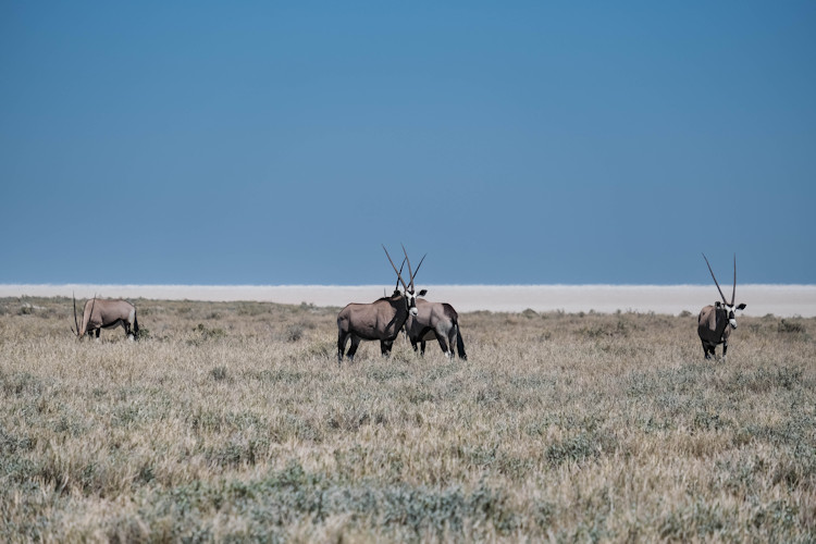 Etosha National Park Namibia elephant giraffe black rhino lion cheetah waterhole wildlife