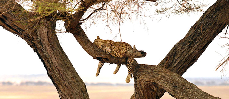 Best time wildlife Tanzania July October dry season northern circuit Serengeti Ngorongoro Tarangire