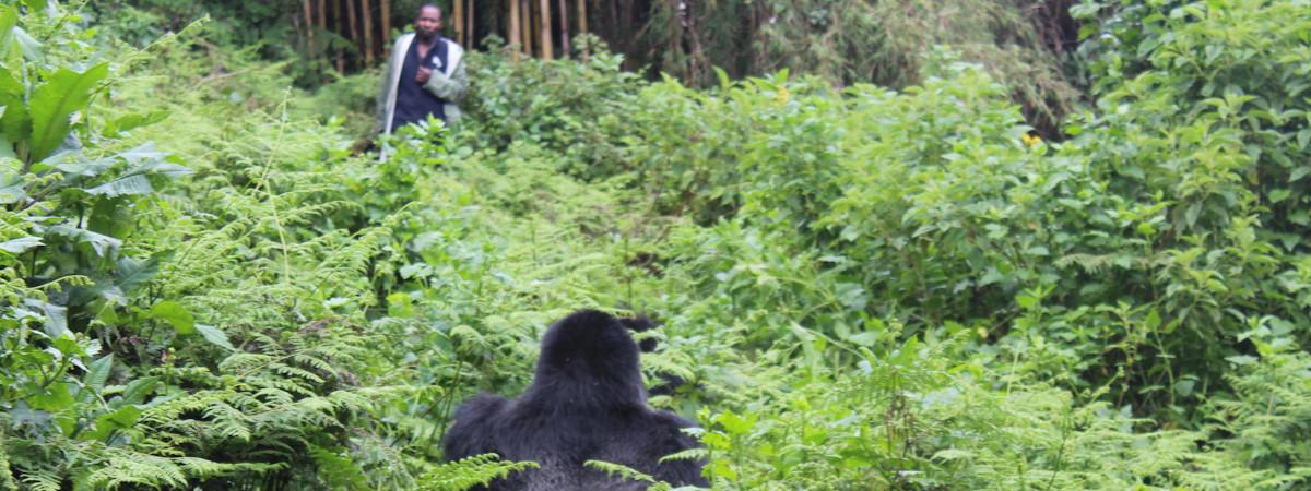 Safari camps and lodges in Mgahinga Gorilla National Park