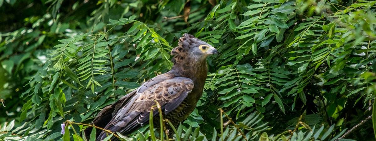 Ethiopia Bird Photographs