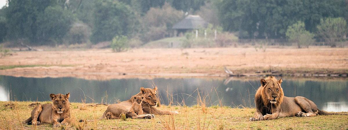 Lions at Chikwenya Camp