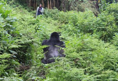 Mgahinga Gorilla National Park Lodges