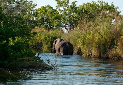 Camping In The Okavango Delta