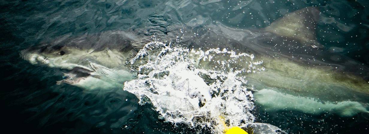 Cape Town Shark Diving
