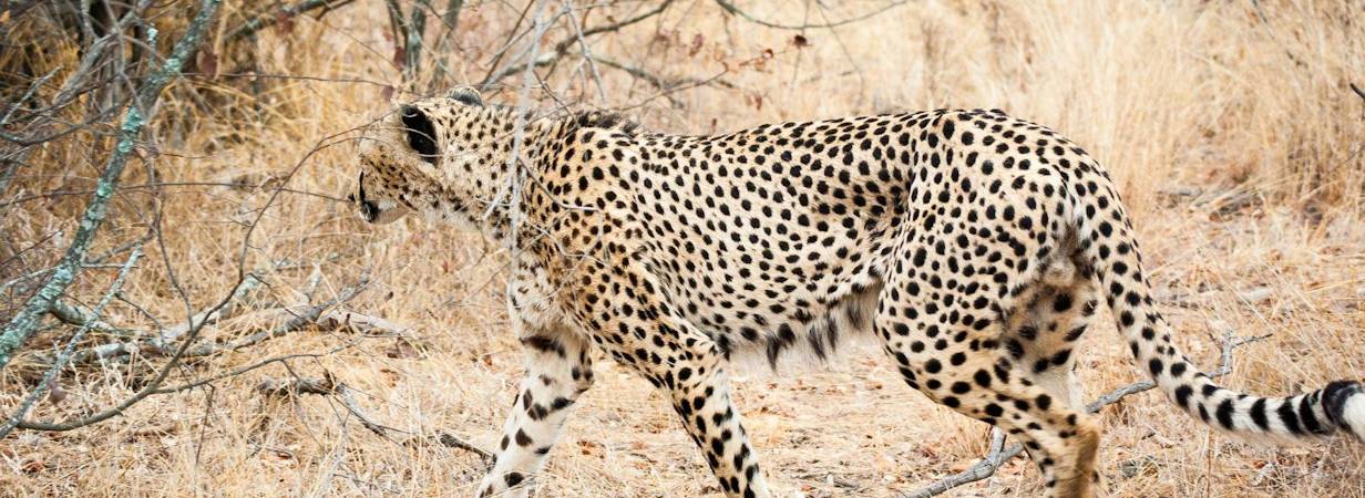 Kruger Photo Gallery