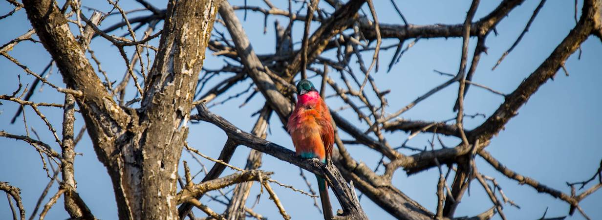 Madikwe Bird List