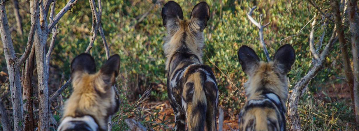 Madikwe Game Reserve
