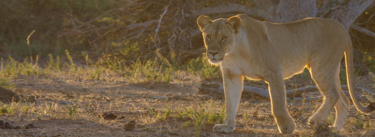 Madikwe Lodges