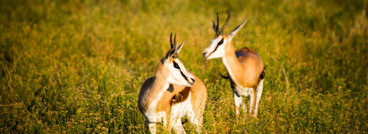 Madikwe Mammal List