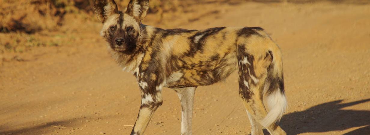 Madikwe Photo Galleries