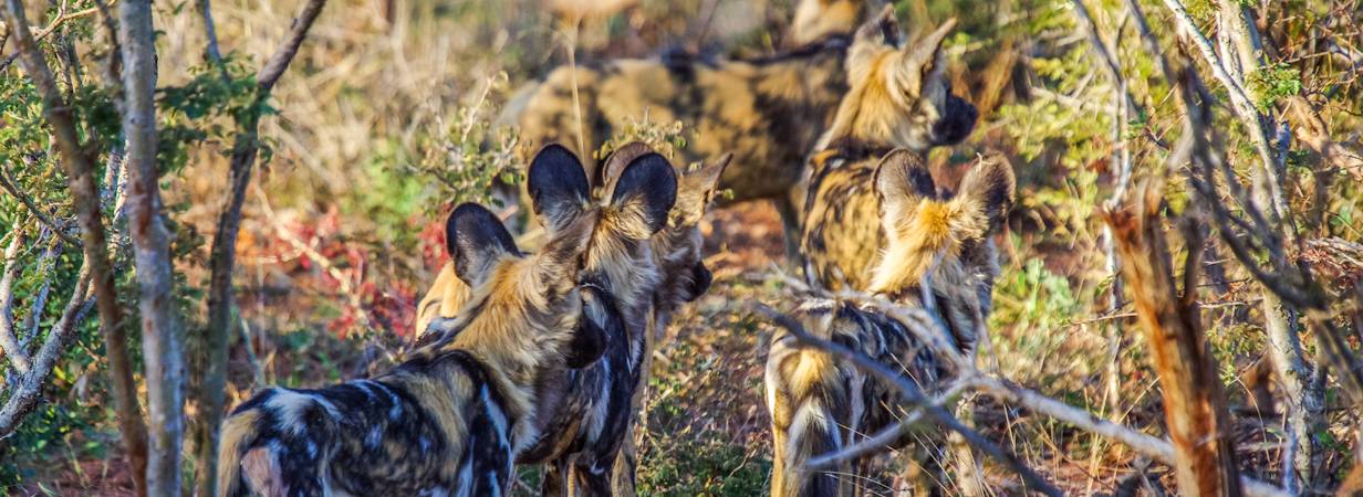 Madikwe Travel Guide