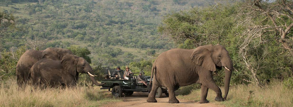 Natal Safaris