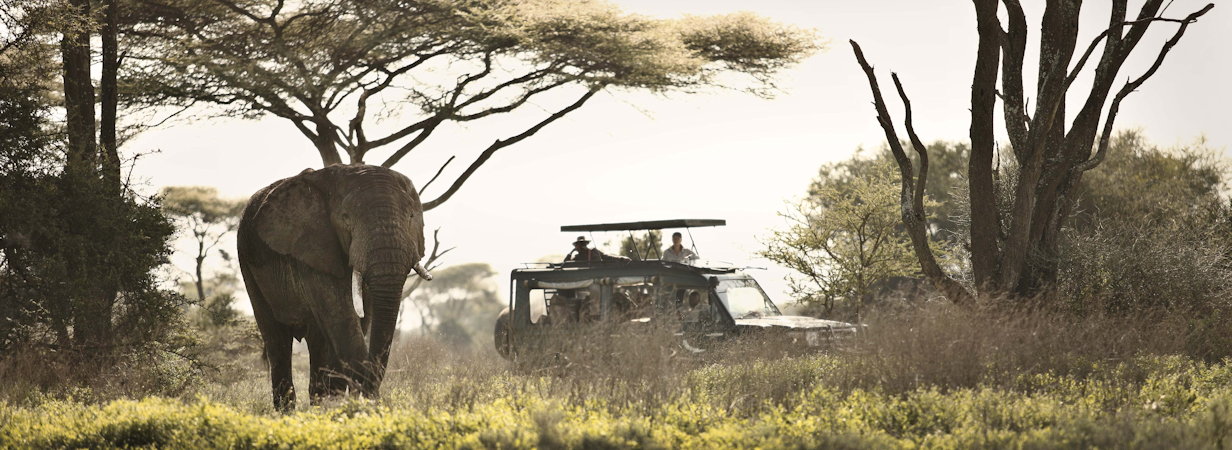 Tanzania Safaris