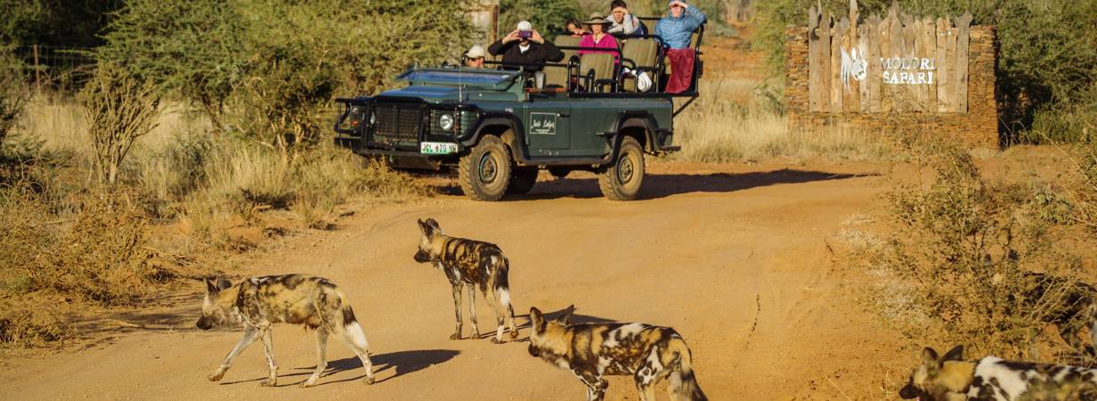 South Africa Safari Galleries