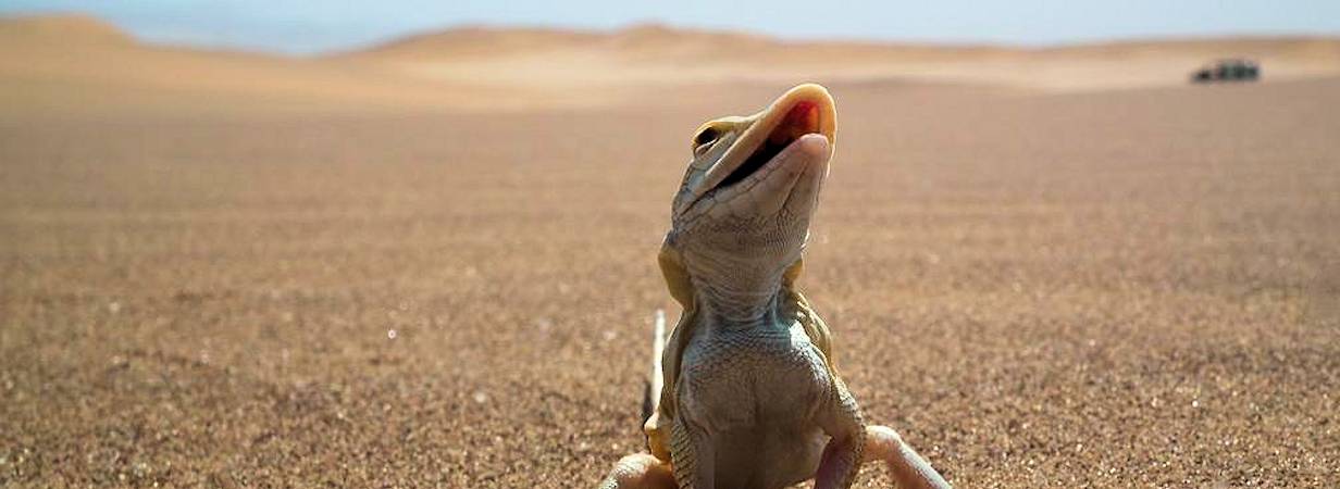 Swakopmund Day Tours