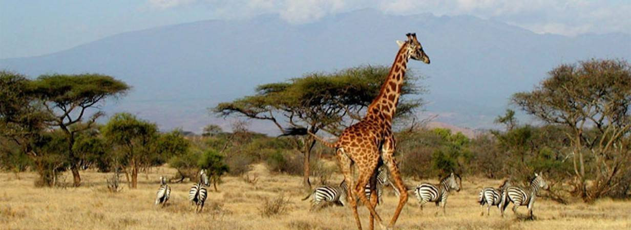 Tanzania Game Reserves