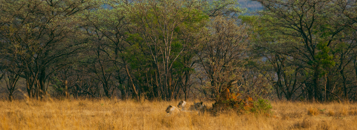 Travel Guide to the Waterberg