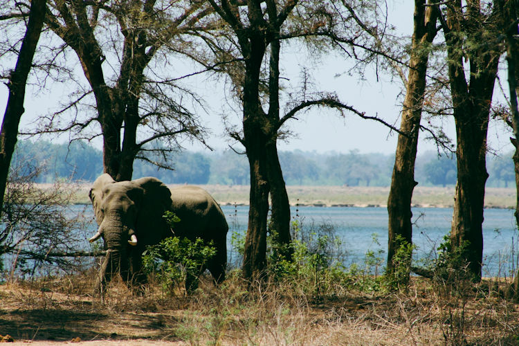 A serene scene of elephants wading through shallow waters in the Okavango Delta, with lush palm trees providing a picturesque backdrop. This captivating moment showcases the diverse wildlife that can be encountered on an African safari, highlighting the beauty of this UNESCO World Heritage site.