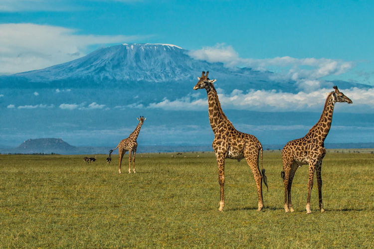 10-must-see-attractions-in-kenya-2.jpg A breathtaking view of Mount Kilimanjaro from Amboseli National Park, with wildlife in the foreground.