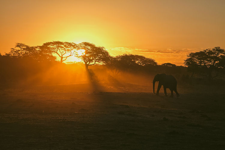 A herd of elephants gathers around a waterhole in Hwange National Park, quenching their thirst in the warm sun. This scene captures the essence of wildlife in southern Africa, showcasing the majestic animals that roam freely in their natural habitat.