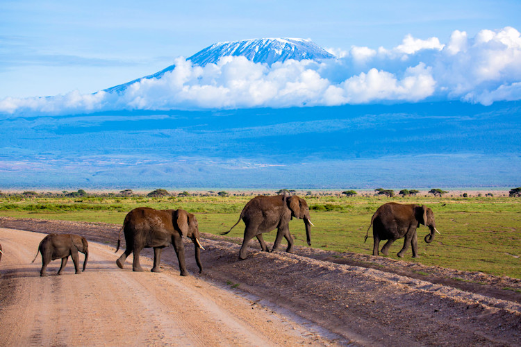 10-reasons-to-visit-amboseli-national-park-2.jpg Large elephant herds roaming in Amboseli National Park, showcasing the wildlife experience.