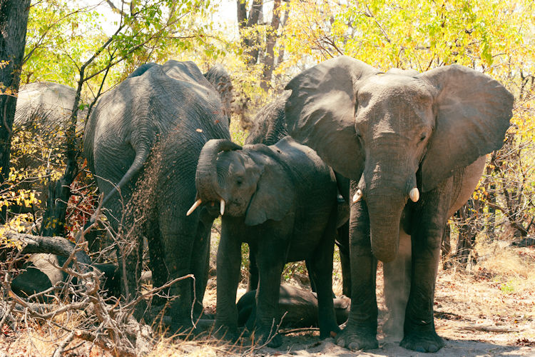 A herd of elephants, known for being part of the world's largest elephant herds, gracefully walks through shallow water channels surrounded by lush green vegetation and palm islands in Botswana's Okavango Delta. This stunning scenery highlights the incredible wildlife that can be encountered in this iconic region, making it a top reason to visit Botswana for a memorable safari experience.