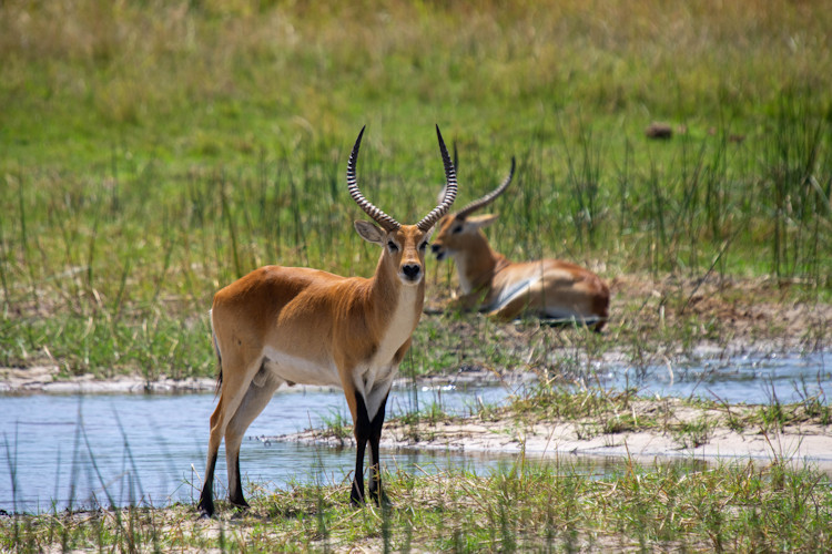10-reasons-to-visit-moremi-game-reserve-1.jpg Diverse wildlife viewing experience in Moremi Game Reserve, showcasing various animals in their natural habitat.