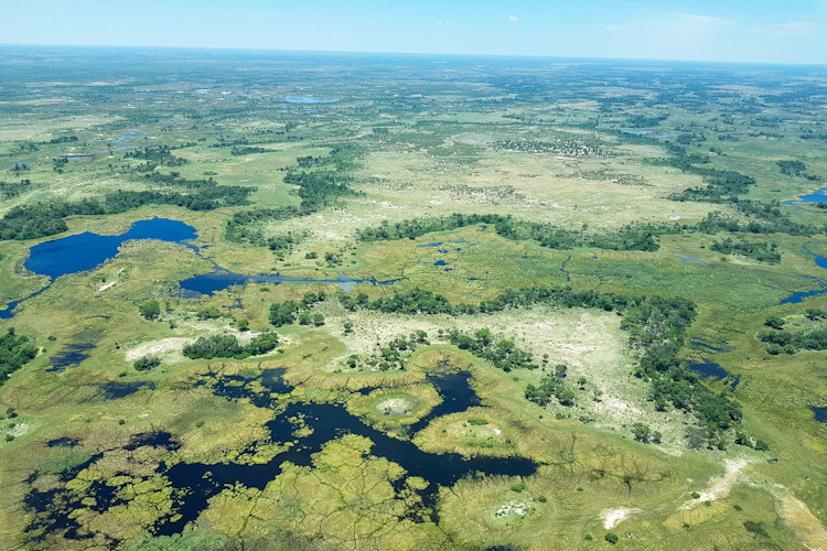 10-reasons-to-visit-moremi-game-reserve-2.jpg Unique ecosystems of the Okavango Delta, highlighting its diverse aquatic wildlife and beautiful scenery.