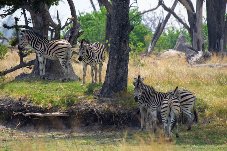 10-reasons-to-visit-moremi-game-reserve-5.jpg Adventure activities available for visitors in Moremi Game Reserve, including boat cruises and game drives.