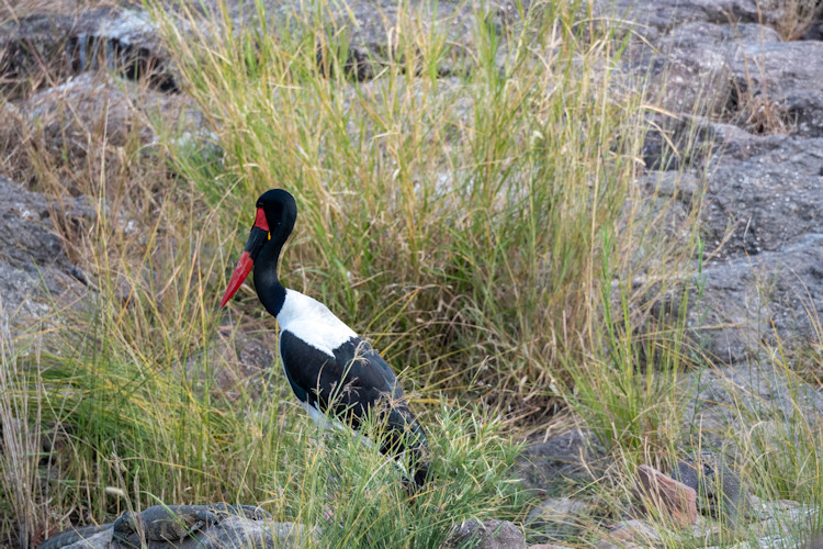 10-reasons-to-visit-the-hwange-national-park-2.jpg A vibrant scene of various bird species found in Hwange National Park, making it a birdwatching paradise.