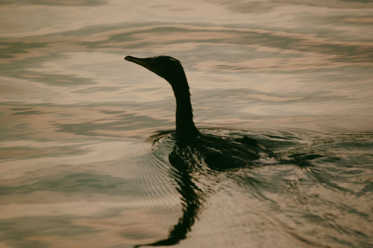 10-reasons-to-visit-the-zambezi-river-4.jpg Birdwatching paradise along the Zambezi River, featuring diverse wildlife.