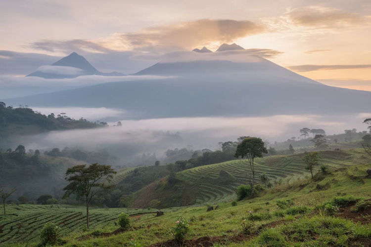 The image depicts the misty volcanic peaks of the Virunga mountains, towering above lush green hillsides during dawn, creating a serene and mystical atmosphere. This stunning landscape highlights the natural beauty found in volcanoes national park, inviting visitors to explore the rich cultural heritage and diverse hiking trails that the area offers.