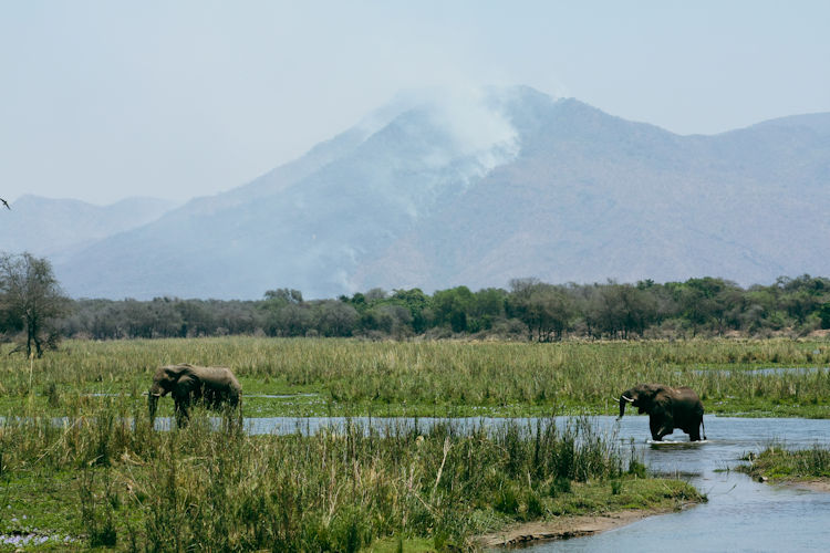 Elephant herd crossing river at sunset African safari 2026 wildlife spectacular scene