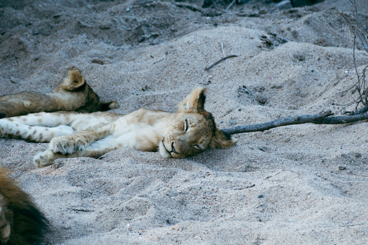 Lion pride resting rocks golden savanna East Africa safari dawn Masai Mara Serengeti 2026
