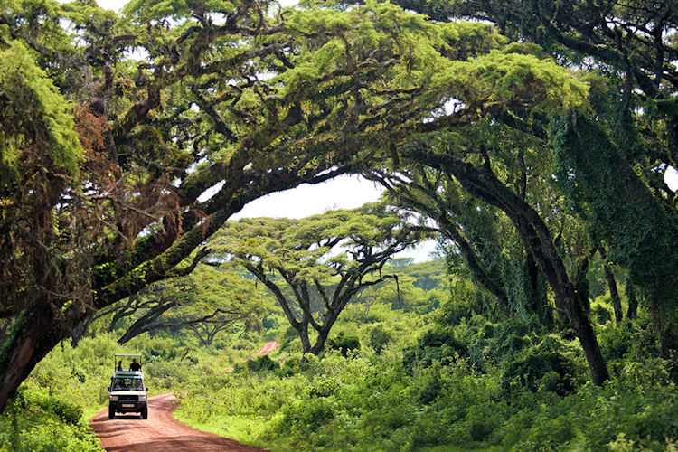 Tanzania honeymoon safari Serengeti Great Migration Big Five Zanzibar beach romance adventure