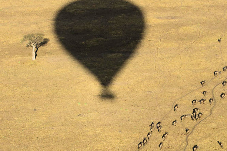 Hot air balloon Serengeti Tanzania Great Migration wildebeest zebra sunrise champagne breakfast