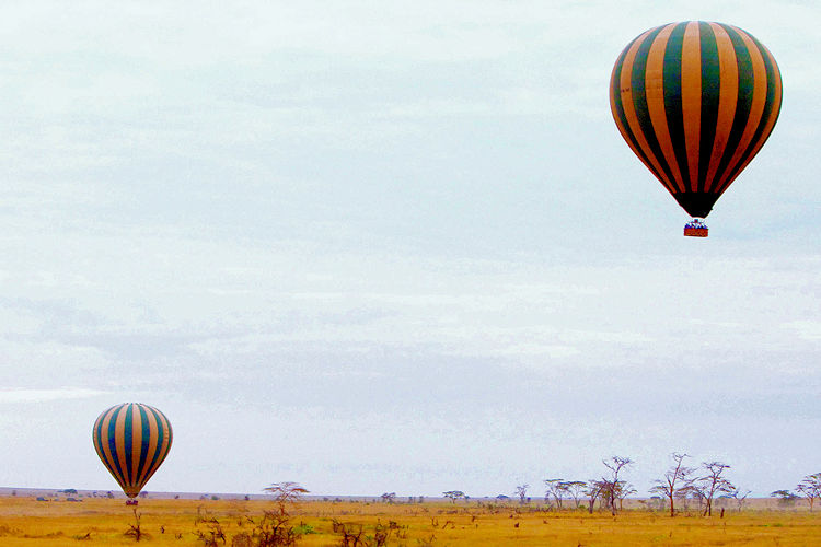 Hot air balloon Tarangire National Park Tanzania elephants baobab trees sunrise golden light Zambia