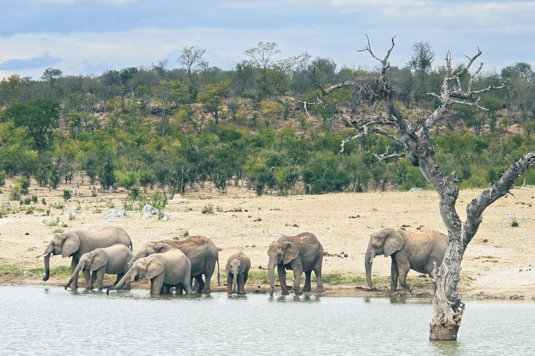 Hwange National Park elephant photography Zimbabwe 45000 elephants Jozibanini waterhole dry season