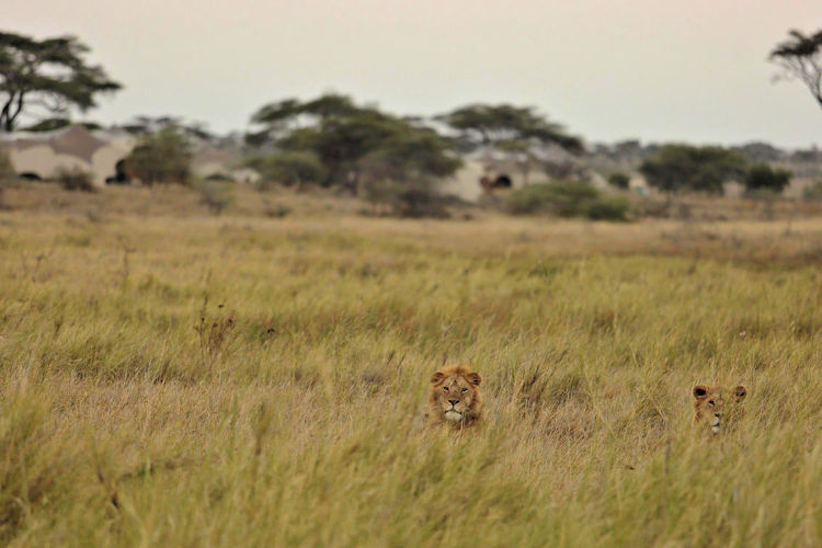 Key differences Tanzania Botswana safari diverse terrain Serengeti Okavango Delta cultural encounters