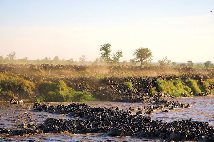 Serengeti National Park Tanzania golden plains Great Migration wildebeest zebra cheetah game drives