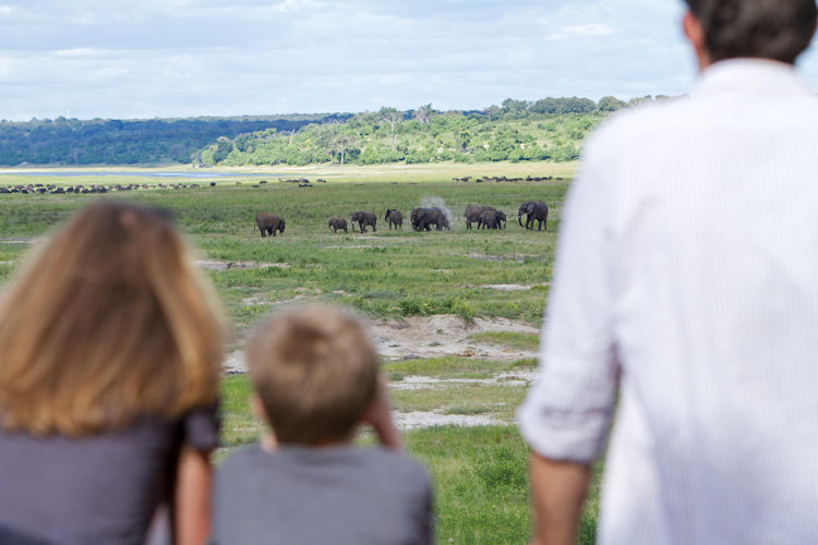 A large herd of elephants is gathered along the banks of the Chobe River, drinking and bathing as the sun sets, casting a golden glow over the scene. This moment captures the abundant wildlife of Chobe National Park, a prime safari destination in Botswana, known for its stunning natural surroundings and diverse range of animals.