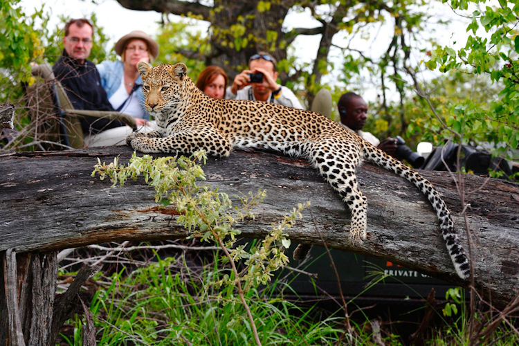 An elegant safari tent featuring canvas walls and a wooden deck offers stunning panoramic views of the African plains at sunset, embodying the luxurious safari experience found in eco-friendly lodges like those in Kruger National Park. This serene setting not only showcases the natural beauty of the landscape but also supports wildlife conservation and local communities.