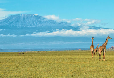 Best Kenya Safari Itinerary African Safari Blog